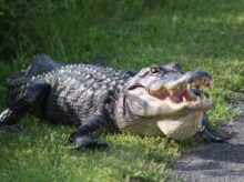 a large alligator laying on top of a lush green field