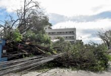 a large tree that has fallen on top of a building