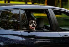 A Boston Terrier Dog Riding in a Black Car