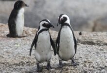 two penguin standing