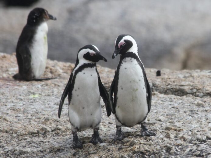 two penguin standing