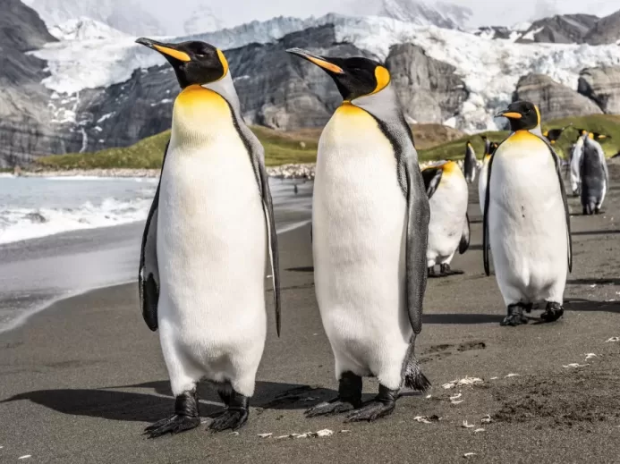 penguins on gray concrete pavement during daytime