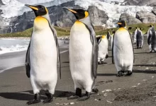 penguins on gray concrete pavement during daytime