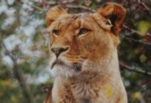 brown lioness in focus photography
