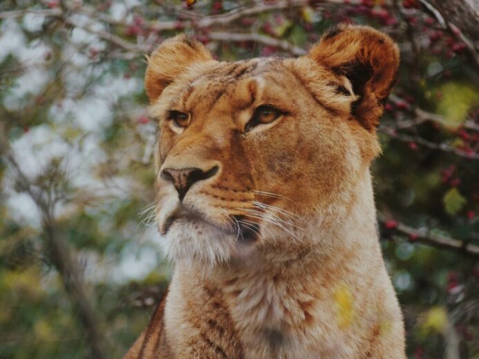 brown lioness in focus photography