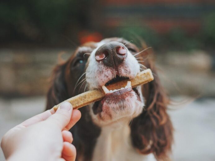 person holding brown wooden stick with white and black short coated dog