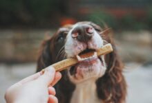 person holding brown wooden stick with white and black short coated dog