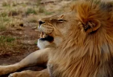 brown lion lying on green grass during daytime