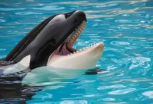 White and Black Killer Whale on Blue Pool