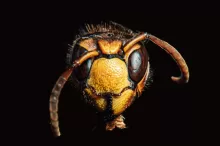 hornet