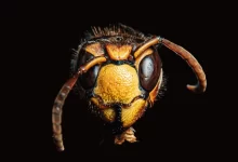 hornet