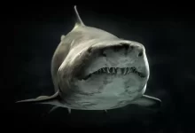 Selective Photo of Gray Shark