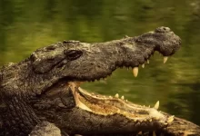 crocodile on body of water during daytime