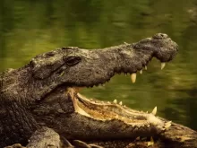 crocodile on body of water during daytime