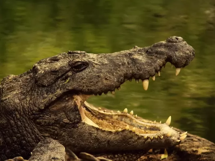 crocodile on body of water during daytime