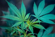green plant