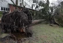 a large tree that has fallen over in a yard