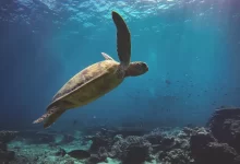 brown turtle on the ocean photography