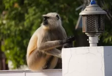 a monkey sitting on top of a white wall next to a lamp