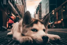close up photography of white dog