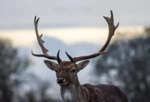 shadow depth of field photography of deer