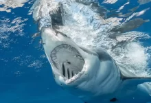 Dangerous shark with sharp teeth hunting in clean transparent water of vast blue ocean