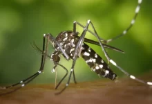 Black White Mosquito