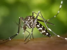 Black White Mosquito