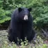 Medvěd zavítal na rodinný piknik. Matka s chlapcem se při jeho hodování ani nehnuli, ukazují záběry