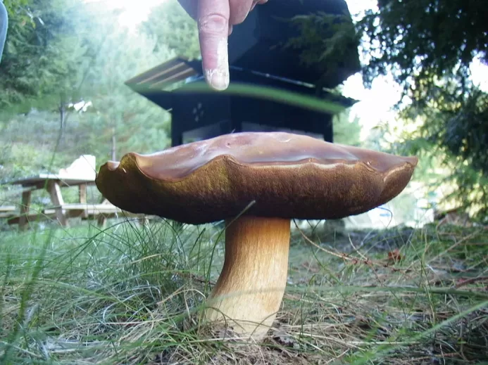 Časté otravy houbami ve Francii. Mohou za ně i mobilní aplikace