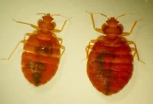 bedbugs