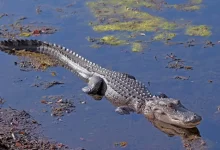 crocodile on water during daytime
