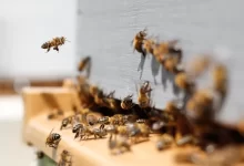 swarm of honey bees