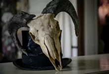 selective focus photography of bull skull