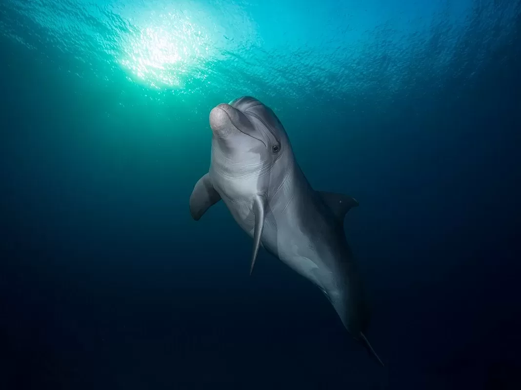 Přes 100 říčních delfínů zahynulo v Amazonce. Na vině je teplota vody, která dosahovala až 39°C
