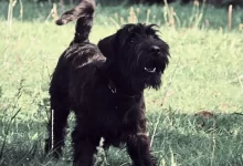 a black dog standing in a field of grass
