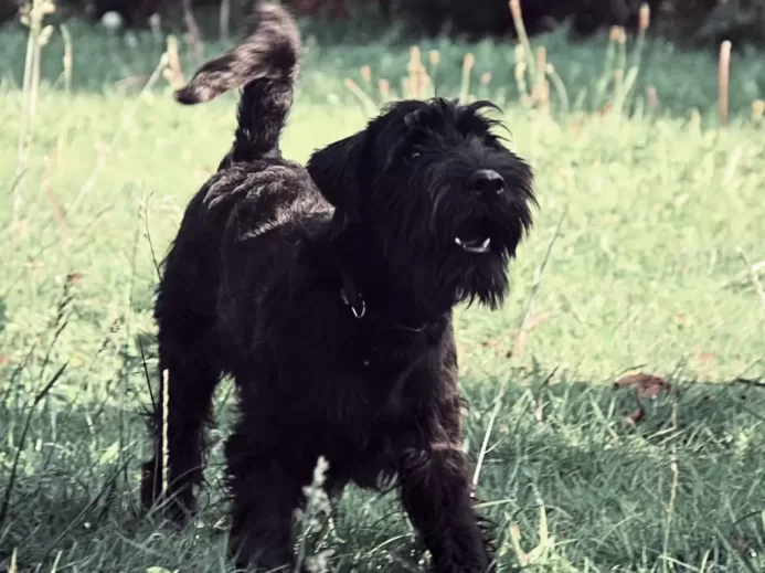 a black dog standing in a field of grass