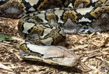 a close up of a snake on the ground