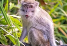 brown monkey on tree branch during daytime