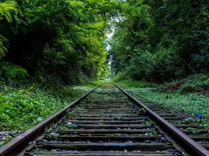 train rail surround by trees