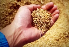 Person Holding Rice Grains