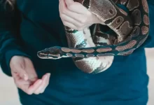 Person Holding Snake