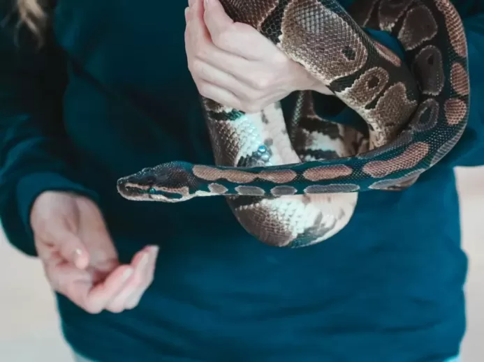 Person Holding Snake