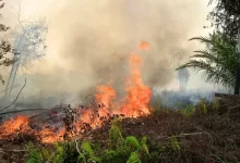 Požár zachvátil brazilský Pantanal, největší útočiště jaguárů na světě
