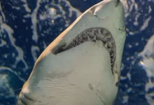 white shark