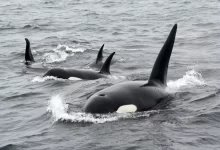 black and white whale on water during daytime