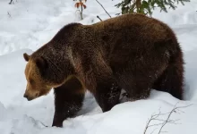 a large brown bear walking across a snow covered forest