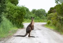 brown kangaroo on road during daytime