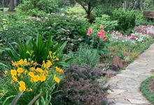 yellow and red flower garden