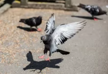 black and white bird flying on gray concrete floor during daytime